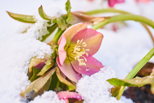 nahaufnahme der blühenden nieswurz im schnee - flower snow winter close up stock-fotos und bilder