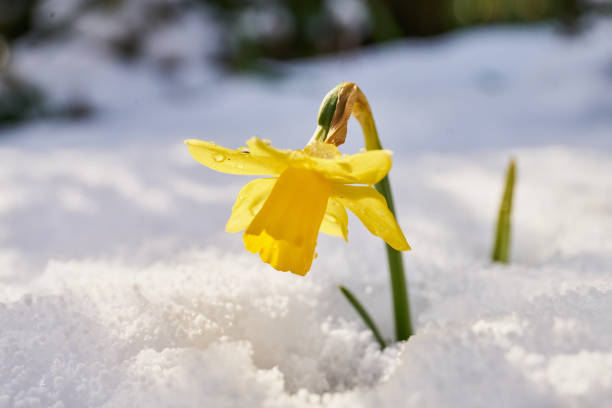 istock close up of crocus daffodil flower in bloom 1465250854