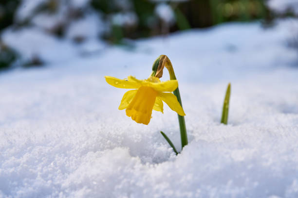 istock close up of crocus daffodil flower in bloom 1465250855
