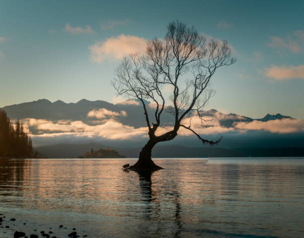 istock Shot of a lonely tree in water 1465251283