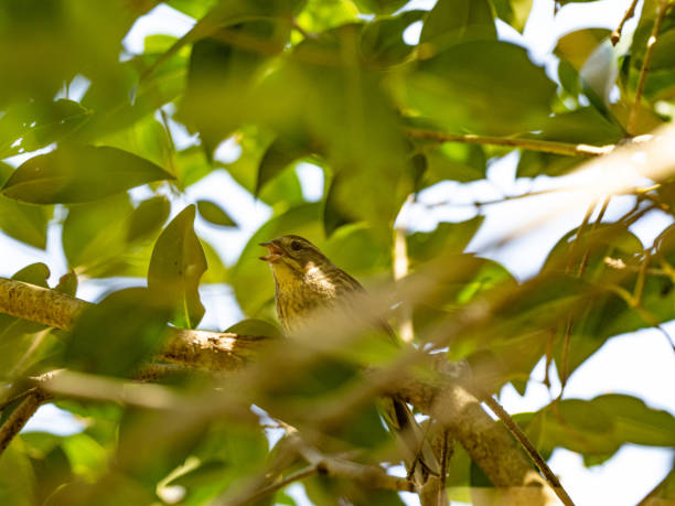 Black-faced Bunting hiding in a bush