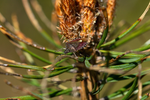 Berry bug on a small spruce in the Fischbeker heathland