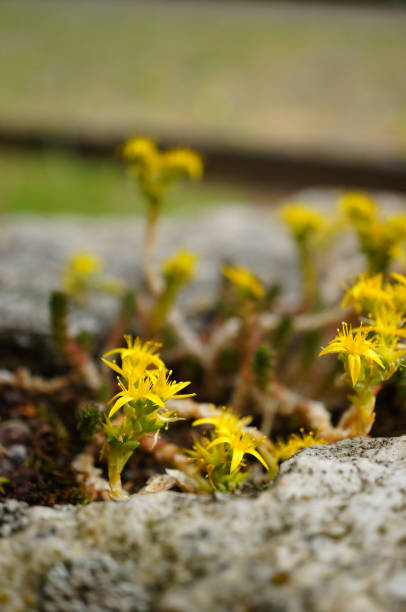 istock Vertical shot of biting stonecrop growing between rocks 1465251765