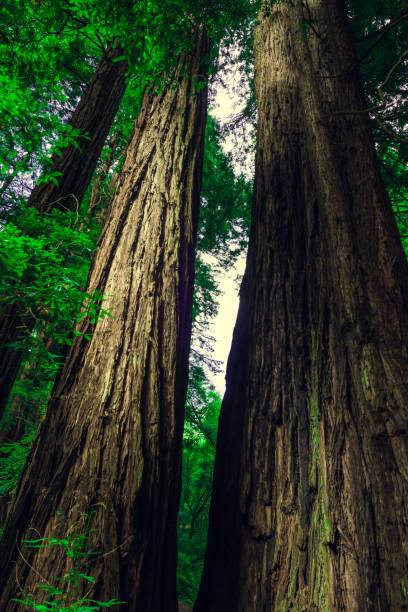 foto vertical de árvores na floresta verde do monumento nacional de muir woods - vertical forest national forest woods - fotografias e filmes do acervo