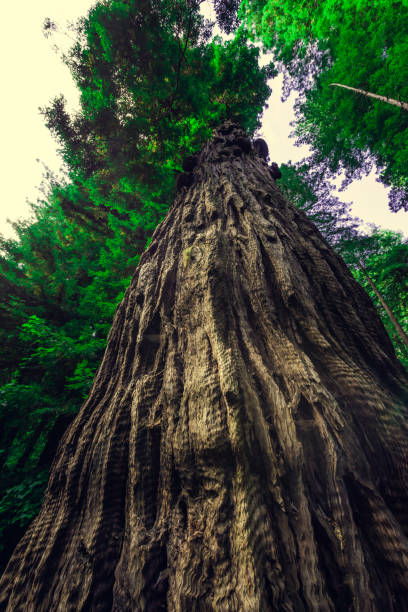 foto vertical de um tronco de árvore na floresta verde do monumento nacional de muir woods - vertical forest national forest woods - fotografias e filmes do acervo