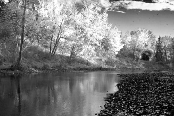 istock Grayscale shot of a river flowing through a forest 1465252145