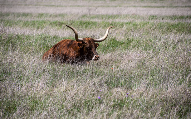 istock Texas longhorn bull resting in tall grass 1465252230