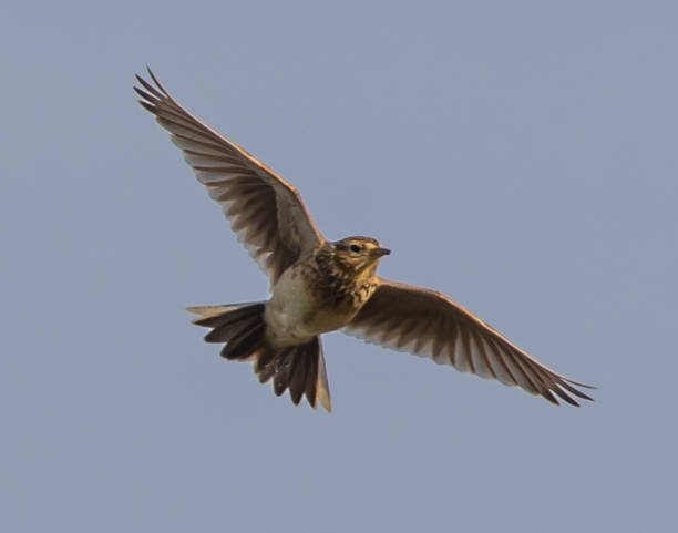istock Old-world flycatcher flying against the clear blue sky 1465252595