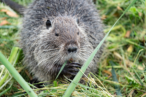 A nutria in the grass eating blades of grass