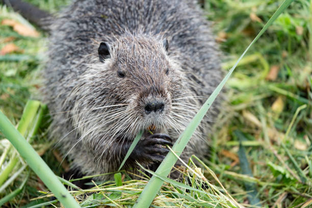 nútria comer grama - nutria rodent beaver water - fotografias e filmes do acervo