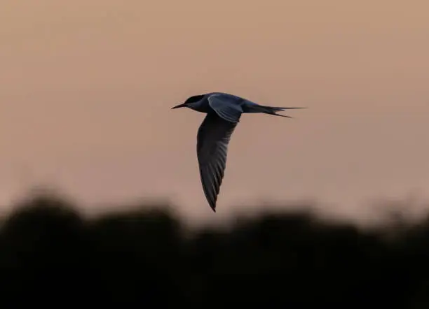 A black tern flying at sunset