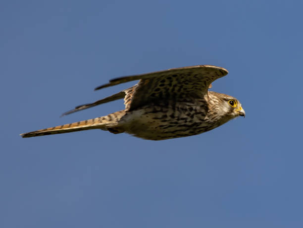 istock Brown falcon flying in the clear blue sky 1465253218