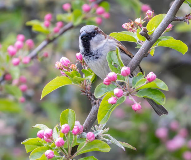 istock Closeup shot of a Eurasian blue tit perched on a tree branch 1465253236