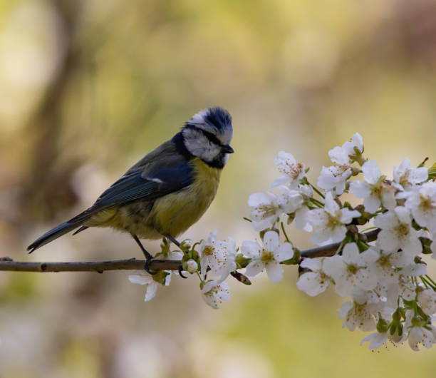 istock Closeup shot of a Eurasian blue tit perched on a tree branch 1465253259