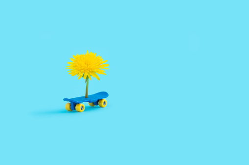A small toy skateboard with a yellow dandelion isolated on blue background