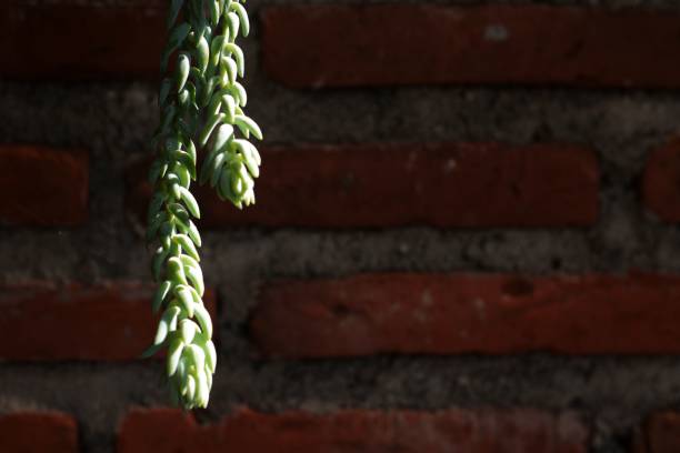 A succulent plant hanging in front of a wall