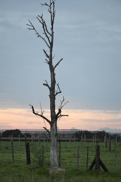 istock Vertical shot of a tree in a field during the evening 1465253966