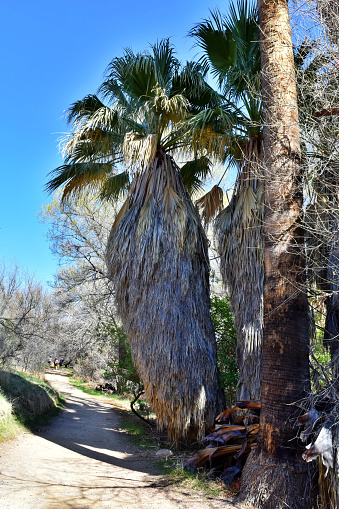A couple of tall, untrimmed palm trees stand next to a desert trail.