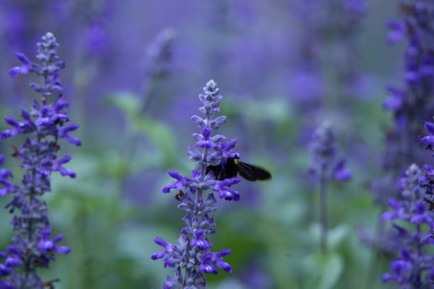 Blue silver flowers and bumble bee at graden.