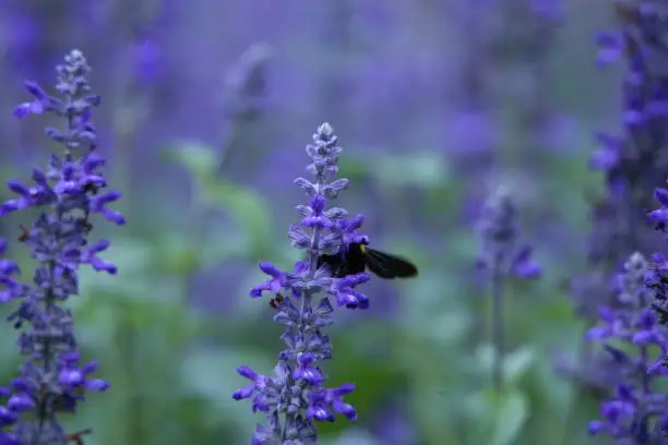 Photo of Bumble Bee at Graden.