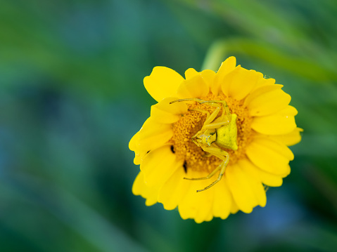 Yellow Crab Spider on a yellow daisy.