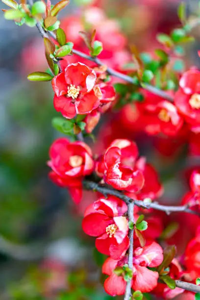 The beautiful flowers of Flowering quince (Chaenomeles japonica)