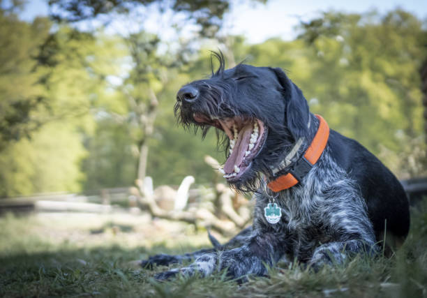 Dog Young German Wirehaired Pointer Deutsch Drahthaar sleepy yawning A sleepy young German Wirehaired Pointer (Deutsch Drahthaar) lying in the garden yawning deutsch drahthaar stock pictures, royalty-free photos & images