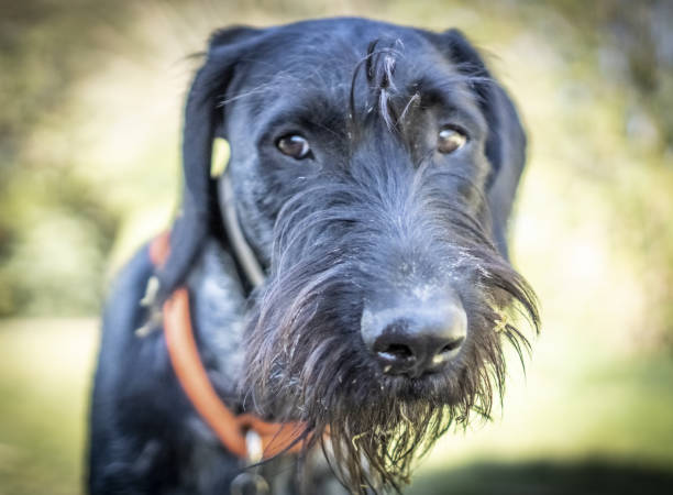 Dog Young German Wirehaired Pointer looking directly at viewer A young German Wirehaired Pointer (Deutsch Drahthaar) looking directly at viewer deutsch drahthaar stock pictures, royalty-free photos & images