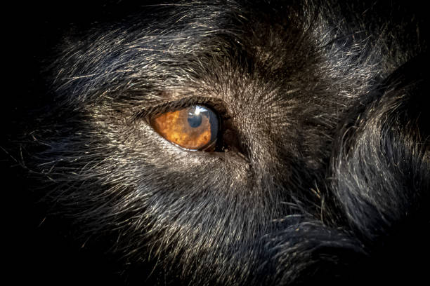 Dog eye close-up German Wirehaired Pointer Dog eye close-up of a German Wirehaired Pointer (Deutsch Drahthaar) deutsch drahthaar stock pictures, royalty-free photos & images