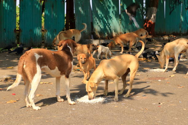 stray dogs eating rice in Mumbai in India