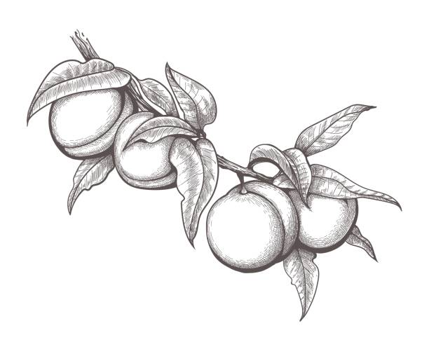 Engraved peach branch Engraved peach branch. Apricots with leaves engraving, plums with foliage botanical sketch, natural fruits etching vector illustration on white flowering plum stock illustrations