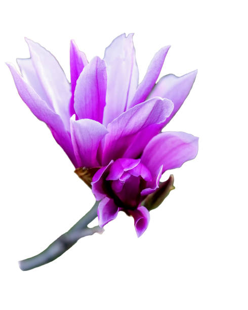 магнолия liliiflora nigra розовый цветок выделен на белом фоне - plant white magnolia tulip tree стоковые фото и изображения
