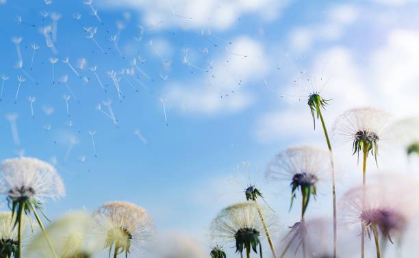 istock close-up of dandelions dropping seeds 1465259971
