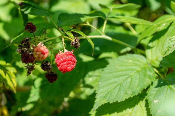 istock Ripe red raspberries on a bush. Selective focus. 1465260437