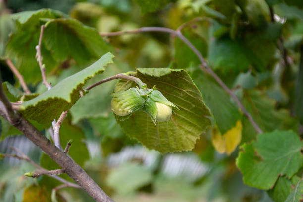 istock Hazelnut ripening on a branch in the forest. 1465260456