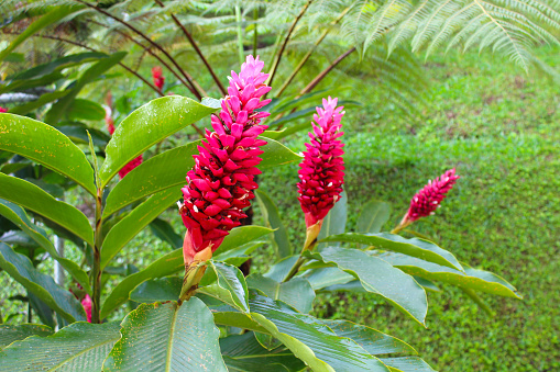 Red ginger, tropical red flower in Costa Rica