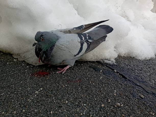 An injured pigeon. Bleed to death stock photo