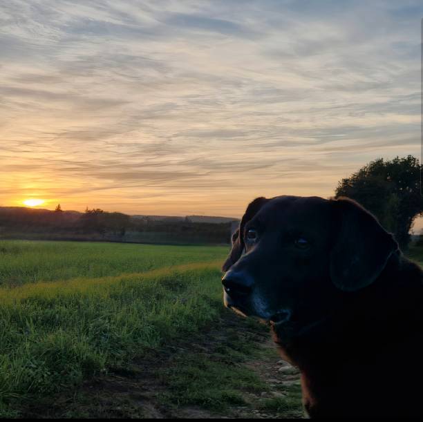 istock Attentive black dog, in walk at sunset 1465270193