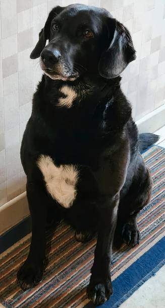 istock Beautiful black dog with its little white heart 1465270205