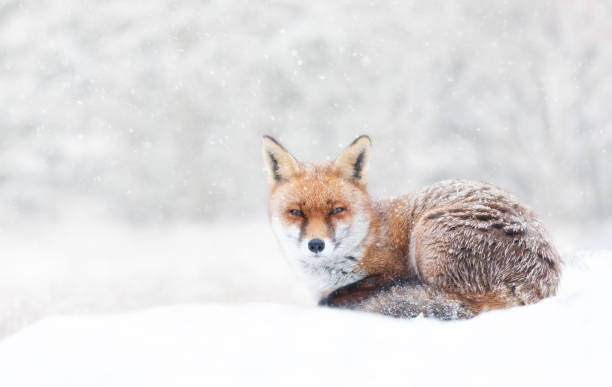 istock Close-up of a Red fox in winter 1465270347