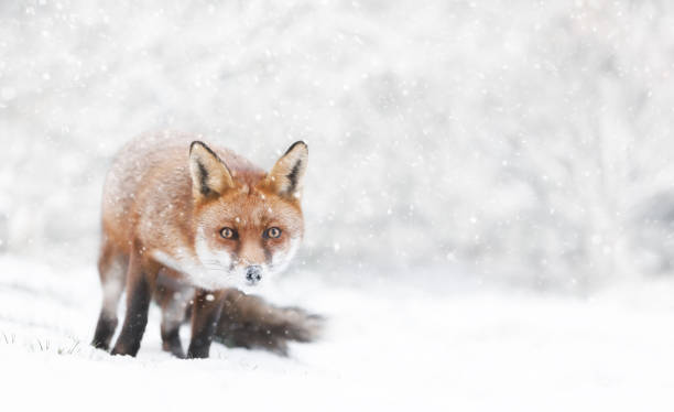 istock Close-up of a Red fox in winter 1465270954