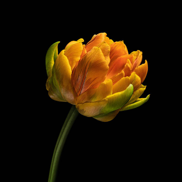 istock Multicolor blooming tulip with stem isolated on black background. Close-up studio shot. 1465274424