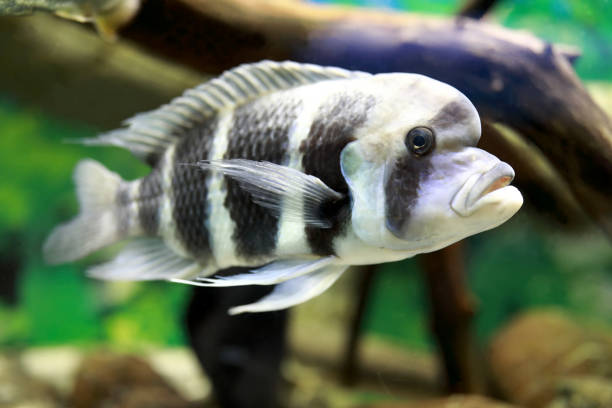 Cyphotilapia frontosa fish in aquarium View of Cyphotilapia frontosa fish in aquarium cyphotilapia frontosa stock pictures, royalty-free photos & images
