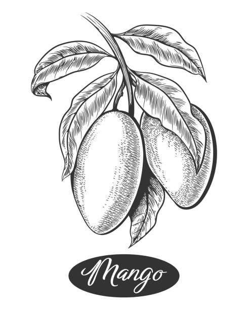 Mangoes on branch retro engraving Mangoes on branch retro engraving illustration. Vintage mango tree path vector drawing image isolated, black mangos doodle outline label with treeleaves mango fruit drawing stock illustrations