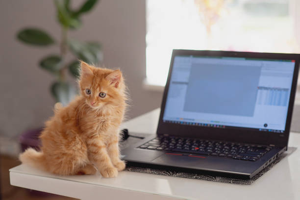 istock Little ginger cat sits at a laptop and looks at it. Search for information. Modern technologies. Pet, animal 1465276238
