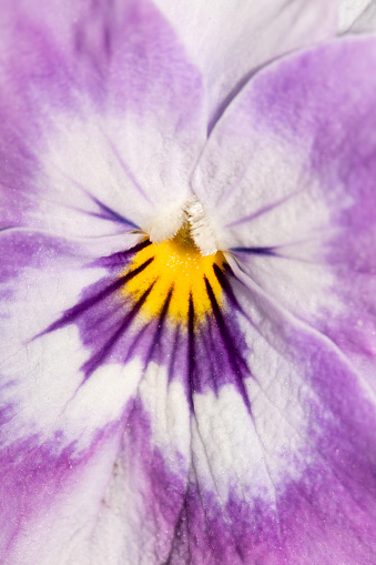 A Pretty Purple Pansy Close Up Flower Petals