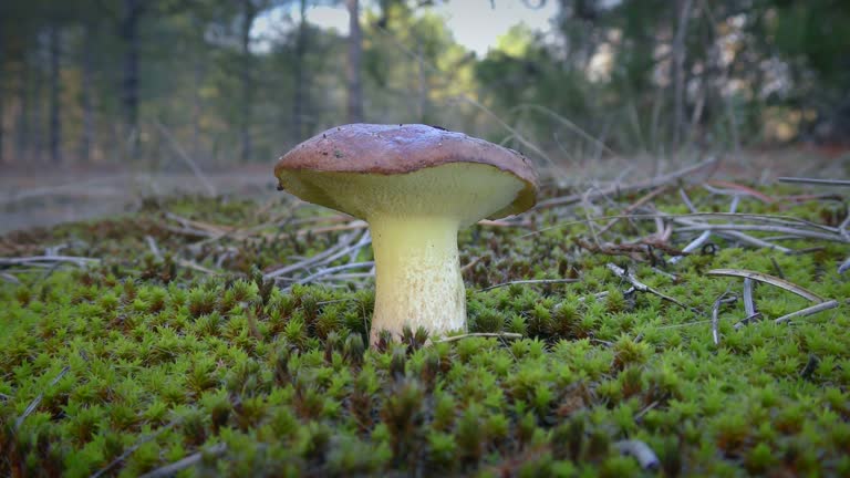 Slippery Jack Mushroom among green moss and pine needles