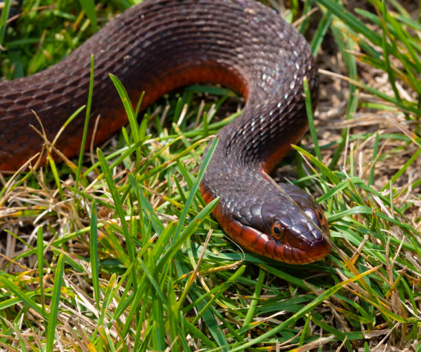 istock Fat snake in the grass 1465278399