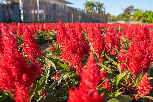 Selective focus of red Cockcomb flowers in a garden with morning light.