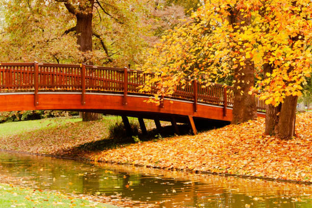 istock Autumn Park wooden bridge over the river 1465279866